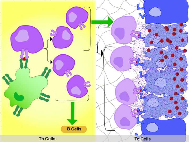 Left: In the lymph node, the specific interaction between the MHC 2 membrane receptor (dark green) of the APC (light green), the bound antigen (red), and the membrane TCR of the Th cell, activates the Th cell. Activation leads to production of two sets of daughter cells. One that activates (green arrow) the Tc cells and the other that activates the B cells. Right: In the tissue space, the specific interaction between the MHC 1 membrane receptor (dark blue) of the infected cell (light blue, shrivelled up cell), the bound antigen (red), and the membrane TCR of the Tc cell, activate the Tc cell. With additional stimulus from the Th cells (green arrow), the Tc cell divides. The daughter cells bind to the infected cells in a similar manner, releasing destructive enzymes (purple dots) into them. This specifically kills the infected cells and the viruses they harbour. © Sunaina Rao. Activation of Th and Tc cells.