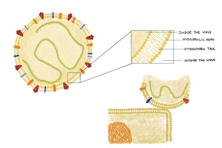 Structure of the coronavirus particle and its interaction with a skin cell. © Sunaina Rao. Structure of the coronavirus particle and its interaction with a skin cell.