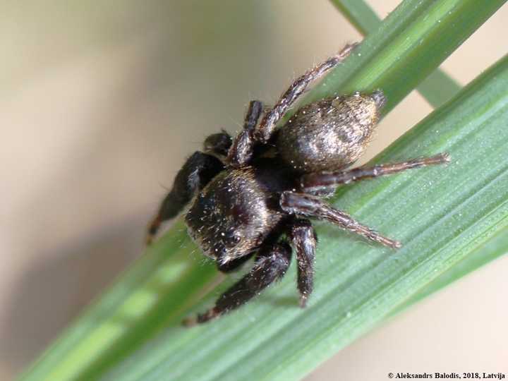 The jumping spider - Evarcha arcuata. Credit: [Wikimedia](https://commons.wikimedia.org/wiki/File:Evarcha_arcuata_04.JPG)