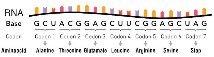 Our genes are made up of a sequence of nucleotides (also called nucleotide bases) which are arranged in groups of three, called codons. Each codon codes for a specific amino acid. Some codons, called the ‘stop codon’, do not code for any amino acid. Instead, they signal the end of the protein chain. Credit: [Wikimedia](https://commons.wikimedia.org/wiki/File:RNA-codons-aminoacids.svg).