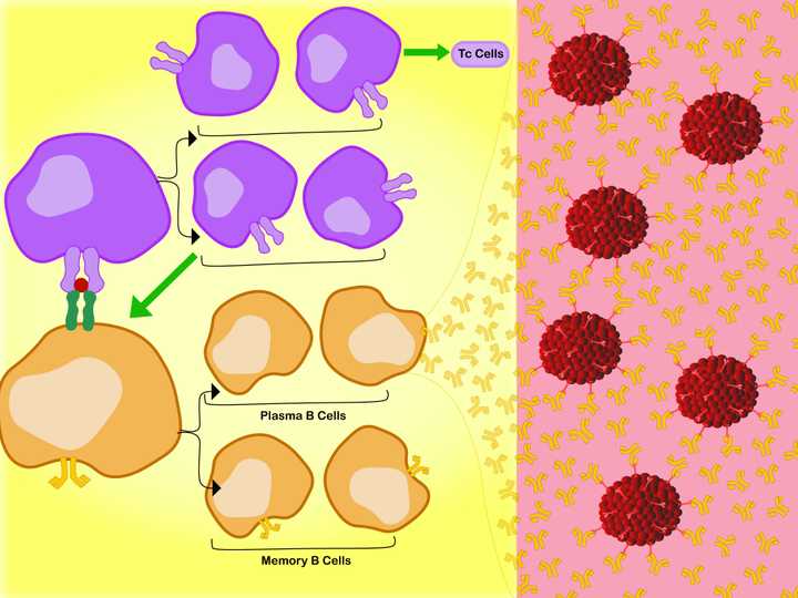 Left: In the lymph node, the specific interaction between the MHC 2 membrane receptor (dark green) of the B cell (orange), the bound antigen (red), and the membrane TCR of the Th cell, activates the Th cell. Activation leads to production of two sets of daughter cells. One that activates (green arrow) the Tc cells and the other that in turn activates the B cells. The activated B cells proliferate into Plasma B cells and Memory B cells. Right: The Plasma B cells make antibodies (orange Y shaped molecules), which enter the circulation and tissue spaces. They bind free floating viral debris, as well as regions of whole viruses (red), and neutralise their action. © Sunaina Rao. Activation of B cells.