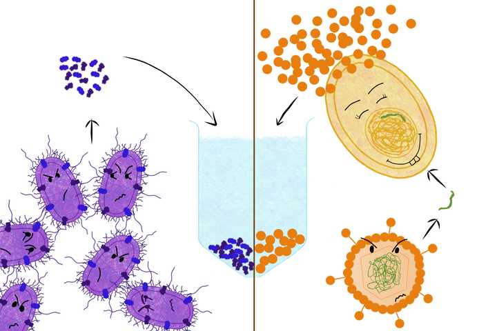 Subunit and conjugate vaccines