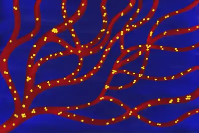 Cancer cells flowing through blood vessels. © Sunaina Rao.