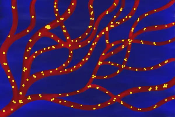 Cancer cells flowing through blood vessels. © Sunaina Rao.