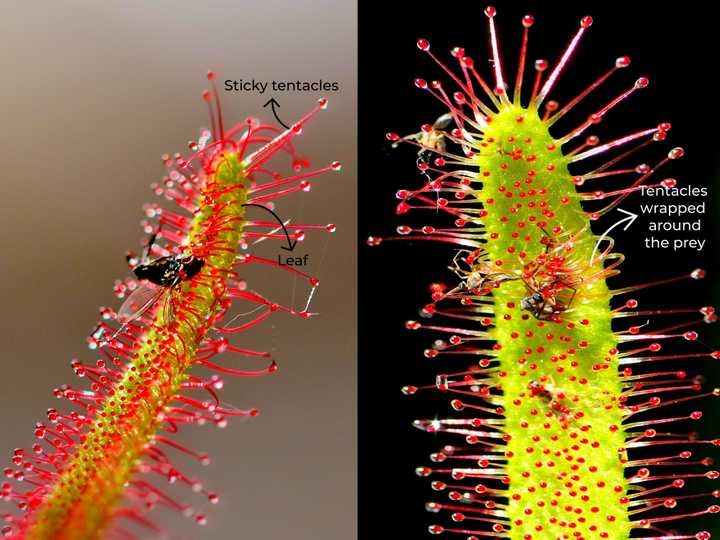 Insect caught in the sticky tentacles of a *Drosera* species. Credit: Adapted from jggrz from Pixabay. Insect caught in the sticky tentacles of a *Drosera* species. Credit: Adapted from jggrz from Pixabay.
