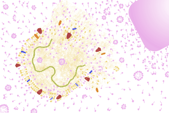 The soap molecules compete with the lipids in the viral lipid bi-layer, disassembling the entire framework of the virus. © Sunaina Rao. The soap molecules compete with the lipids in the viral lipid bi-layer, disassembling the entire framework of the virus.