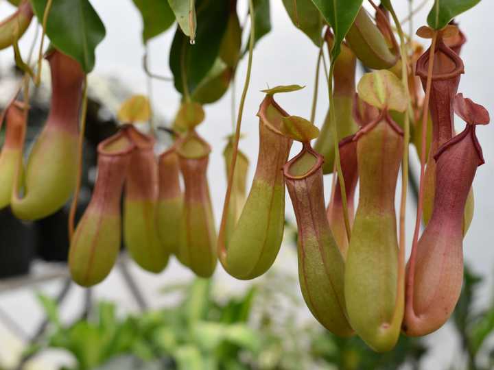 *Nepenthes alata* displaying the typical pitcher trap. Credit: tngmarketing35 from Pixabay. *Nepenthes alata* displaying the typical pitcher trap. Credit: tngmarketing35 from Pixabay.
