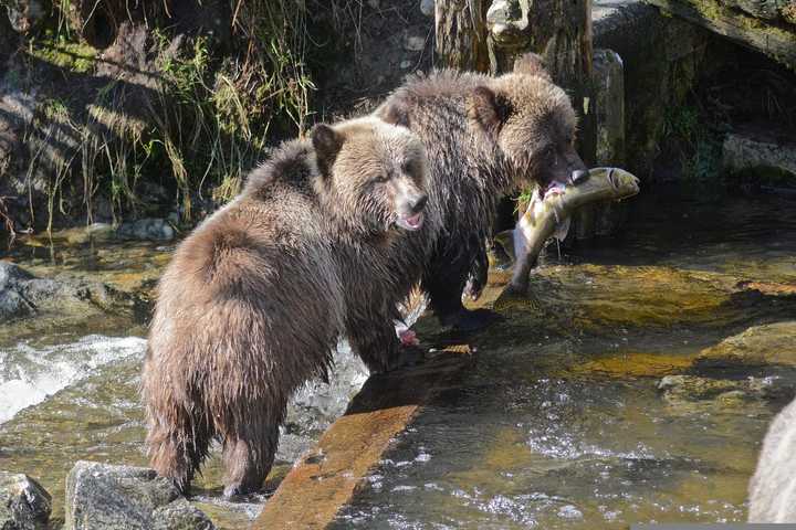 Some species of bears, like the grizzly bears, tend to ‘overeat’ during the autumn months. This helps them store energy for the upcoming winter season. Image by Marg Strickland from Pixabay. Some species of bears, like the grizzly bears, tend to ‘overeat’ during the autumn months. This helps them store energy for the upcoming winter season. Image by Marg Strickland from Pixabay.