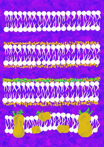 Evolution of the plasma membrane models - the Groter and Grendel model, the Danielli – Davson Model, the unit membrane model and the fluid mosaic model. © Sunaina Rao.