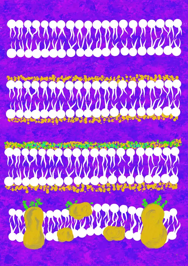 Evolution of the plasma membrane models - the Groter and Grendel model, the Danielli – Davson Model, the unit membrane model and the fluid mosaic model. © Sunaina Rao.