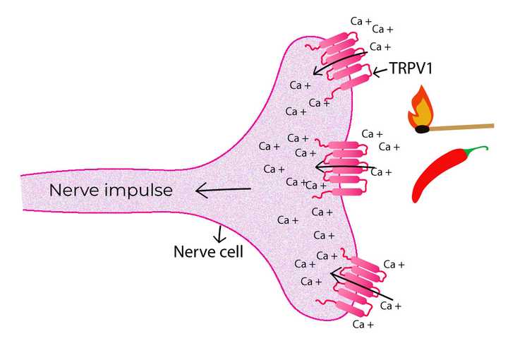The protein receptor TRPV1 senses heat and capsaicin by allowing the influx of calcium ions. The influx results in an electrochemical current which triggers a nerve impulse.© Sunaina Rao. Nerve cells sense heat and capsaicin