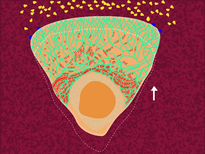 Membrane tension combined with the action of myosin (in red), pushes the entire cell body forward. © Sunaina Rao. The entire cell body is pushed forward.