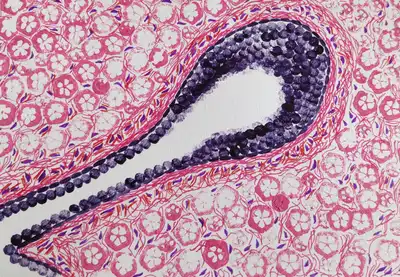 Cellular microenvironment. © Sunaina Rao.