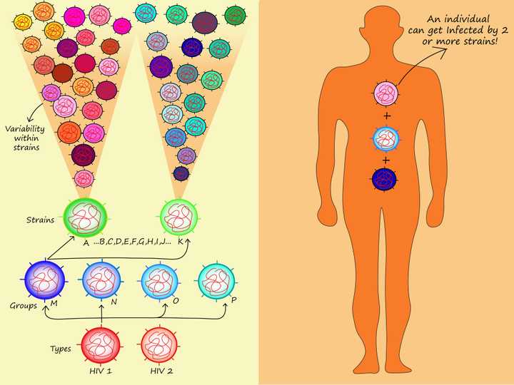 Left: HIV and its different strains. Right: An individual can get infected by 2 or more strains at the same time. © Sunaina Rao HIV vaccine difficulty
