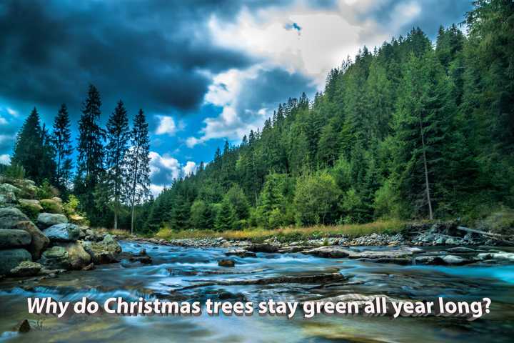 Evergreen coniferous forest. Photo by Snapwire from Pexels. Evergreen coniferous forest