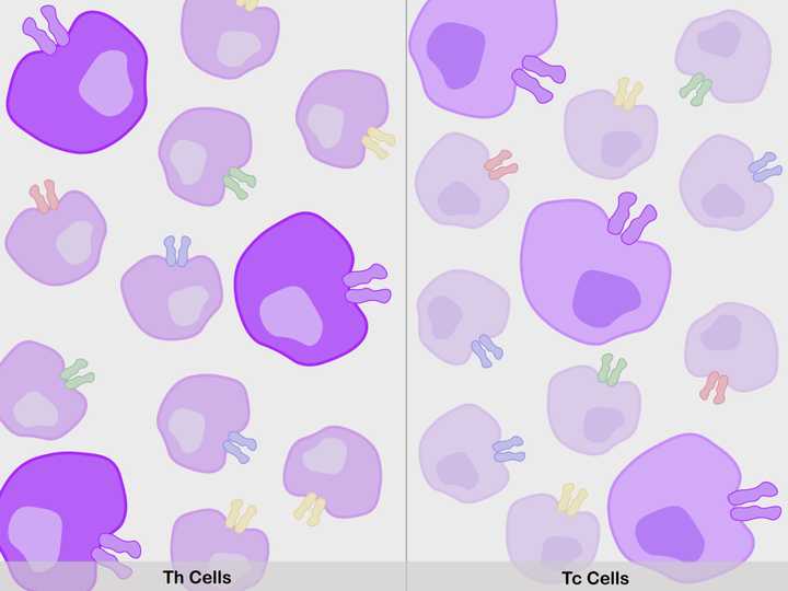 Millions of T cells are produced (Th cells – Dark purple, left; Tc cells – Light purple, right), with membrane TCRs of varied antigenic specificities (purple, red, blue, green, yellow etc.). One type of T cell population among the millions (ones with purple receptors), can recognise the viral antigens of the current infection. These get selected. © Sunaina Rao. Th and Tc cells with their T Cell Receptors.