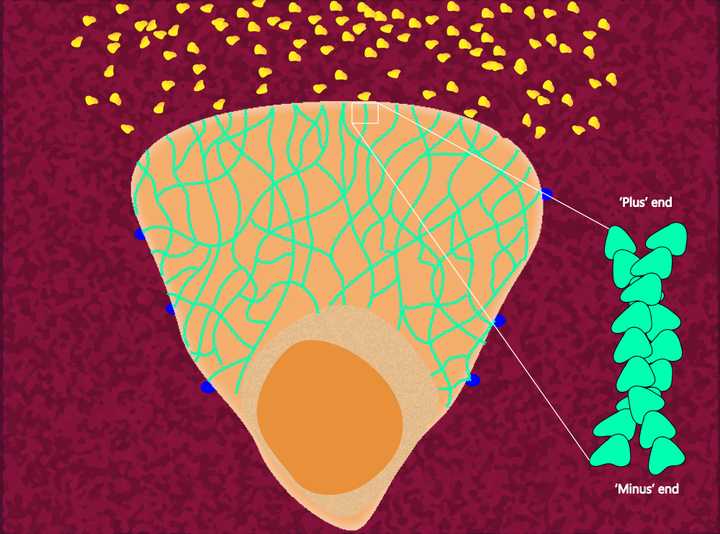 Representation of the actin cytoskeleton network in a neutrophil. Orange - Cell with its cell body (consisting of the nucleus and cellular organelles); Green - Actin cytoskeleton; Blue - Focal adhesions holding on to the ECM; Red - ECM/Substrate; Yellow - Chemoattractant molecules released by the microbe. © Sunaina Rao. Representation of the actin cytoskeleton network in a neutrophil.