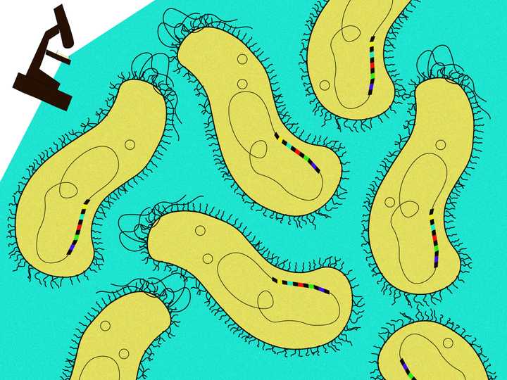 CRISPR (black) and spacer (coloured) sequences were observed in the DNA of many bacteria (yellow). © Sunaina Rao. CRISPR and spacer sequences.