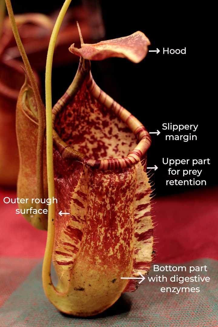 Morphology of a typical pitcher plant. Credit: Adapted from Sonja-Kalee from Pixabay. Morphology of a typical pitcher plant. Credit: Adapted from Sonja-Kalee from Pixabay.