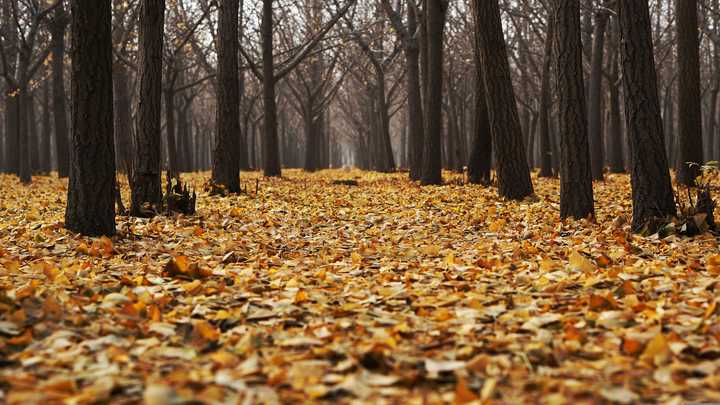 Many trees shed their leaves during the autumn season to conserve their resources for the upcoming cold and dark winter months. Image by Pexels from Pixabay. Many trees shed their leaves during the autumn season to conserve their resources for the upcoming cold and dark winter months. Image by Pexels from Pixabay.