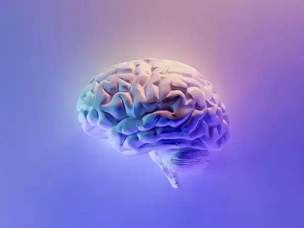 An illustration of the human brain. Illustration by Fakurian Design.