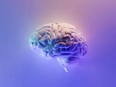 An illustration of the human brain. Illustration by Fakurian Design.