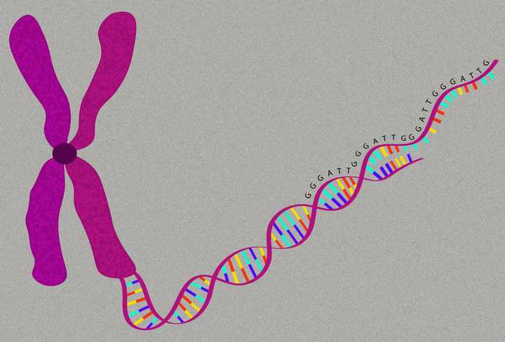 The ends of our DNA strands, called telomeres, have a distinct sequence of nucleotides - TTAGGG, that repeats itself 100s to 1000s of times. © Sunaina Rao Telomeres