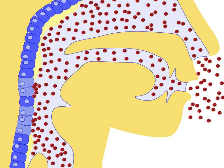 The mucous (light yellow) secreted by the cells, traps the viruses (red) entering through the nasal cavity. Some cells (light blue) however, succumb to the infection. © Sunaina Rao. Physical barriers to infections
