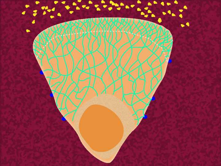 The cell forms a frontward protrusion (represented by the region above the dotted line), towards the chemoattractant gradient. © Sunaina Rao. Formation of a frontward protrusion.