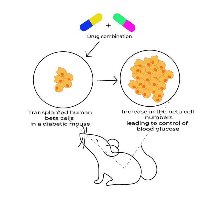 The proliferation of transplanted human beta cells in a diabetic mouse is brought about by treatment with two specific drugs - 1. Inhibitor of the dual-specificity tyrosine-regulated kinase 1A (DYRK1A); 2. Activator of GLP1R (Glucagon-like peptide-1 receptor). © Sunaina Rao Beta cell proliferation