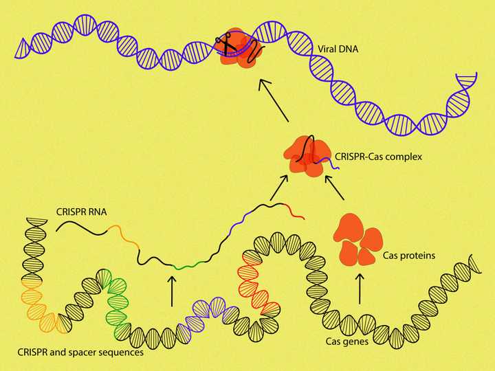 The CRISPR and spacer sequences are transcribed into a CRISPR RNA/crRNA. The crRNA then guides the Cas proteins (orange) to the exact location of the viral DNA (blue), where they bring about cleavage. © Sunaina Rao. CRISPR sequences in bacterial immunity.