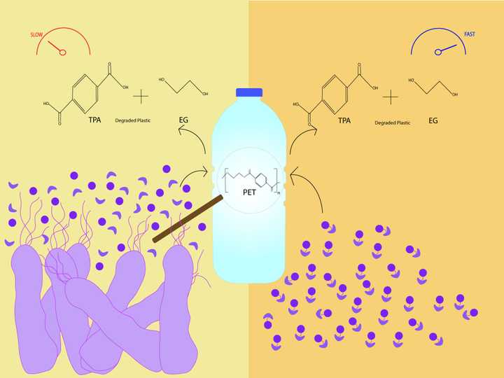 The bacteria Ideonella sakaiensis (purple) makes two enzymes - PETase and METase (circular and boomerang shaped purple molecules), which together act on polyethylene terephthalate (PET) to make the resultant products terephthalic acid (TPA) and ethylene glycol (EG). Right: The same enzymes when linked together to make a chimeric protein, degrade PET much faster. © Sunaina Rao. Enzymes from bacteria Ideonella sakaiensis degrading plastic.