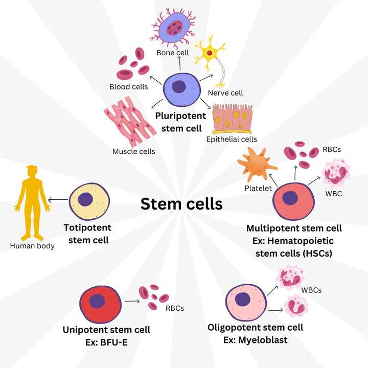Types of stem cells. Image: Sunaina Rao.