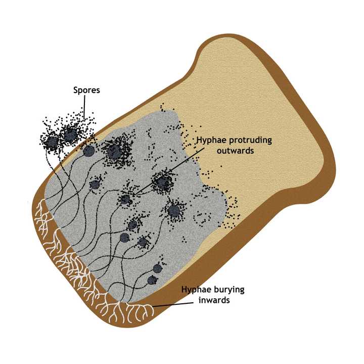 *Rhizopus stolonifer* grows on a slice of bread with its hyphae and spores. © Sunaina Rao *Rhizopus stolonifer* grows on a slice of bread with its hyphae and spores. © Sunaina Rao