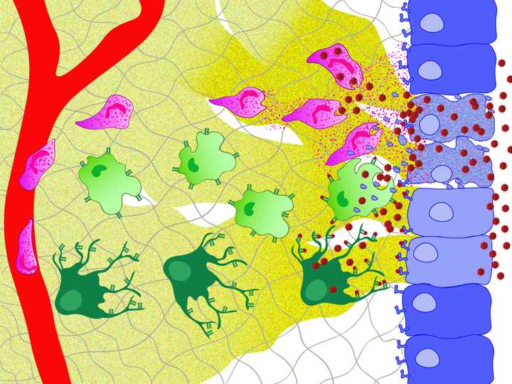 On viral invasion, the infected cells (light blue) release cytokines and chemokines (yellow) into the tissue space (grey mesh). Additionally they present the viral debris using class 1 MHC receptors (dark blue). Some infected cells (shrivelled up, light blue cells) die in the process, releasing cellular debris (light blue circular structures). In response to this cry, the innate immune cells (neutrophils - pink; macrophages - light green; Dendritic Cells/DCs - dark green) arrive to the battle field and help phagocytose viral particles and cell debris. Additionally the macrophages and DCs display the phagocytosed viral debris using class 2 MHC receptors on their cell membrane (dark green). © Sunaina Rao. The innate/non-specific immune system