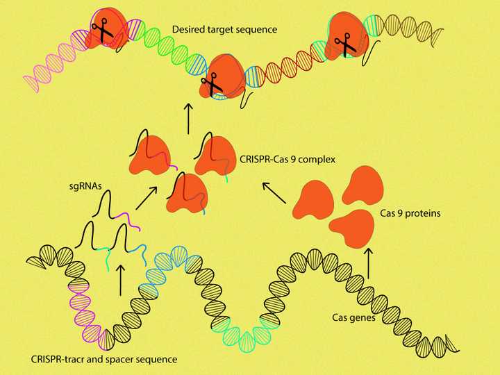 The CRISPR-tracr and spacer sequences are transcribed into corresponding sgRNAs. The sgRNA then guides the Cas9 protein (orange) to the exact location on our desired target sequence (multicoloured sequence on the top) and brings about cleavage. © Sunaina Rao. CRISPR-Cas9 in genome editing.
