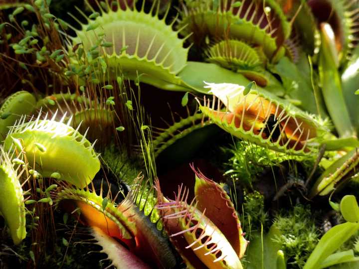 Insect caught in the venus flytrap. Credit: Lawrie Phipps from Pixabay. Insect caught in the venus flytrap. Credit: Lawrie Phipps from Pixabay.