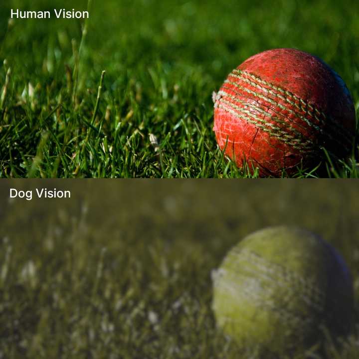 Top: The human view of a red ball. Bottom: The same ball as viewed by a dog. Image generated by a dog vision tool created by András Péter. Dog vision versus human vision