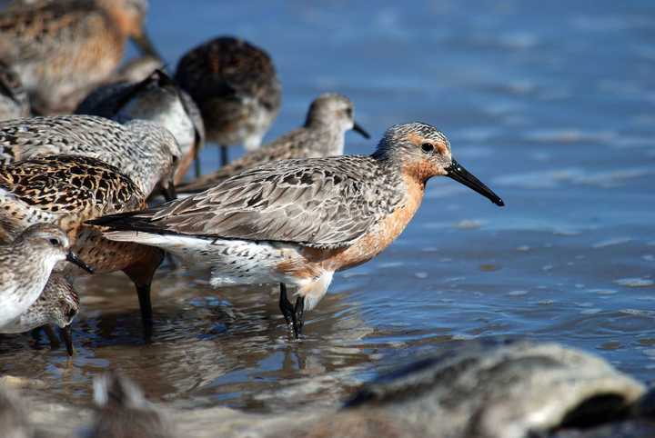 The red knot is a species of bird that migrates from the cold arctic to the warmer southern hemisphere in preparation for the winter months. During its long journey, it makes small stops on several beaches in the autumn months. Image by PublicDomainImages from Pixabay. The red knot is a species of bird that migrates from the cold arctic to the warmer southern hemisphere in preparation for the winter months. During its long journey, it makes small stops on several beaches in the autumn months. Image by PublicDomainImages from Pixabay.