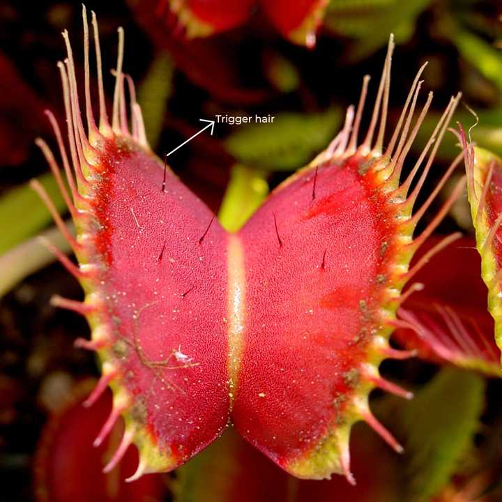 Trigger hairs of the venus flytrap. Credit: Adapted from Noah Elhardt, CC BY-SA 2.5, via Wikimedia Commons. Trigger hairs of the venus flytrap. Credit: Adapted from Noah Elhardt, CC BY-SA 2.5, via Wikimedia Commons.
