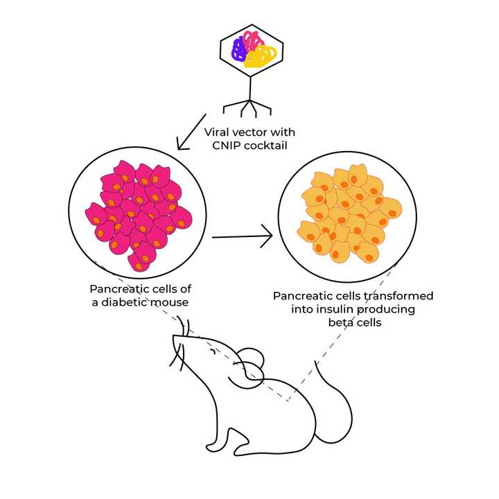 Pancreatic cells of a diabetic mouse are transformed into insulin-producing beta cells on treating with the CNIP cocktail. © Sunaina Rao Transforming adult pancreatic cells into insulin-secreting beta cells