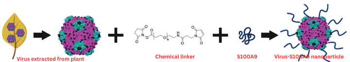 The cowpea mosaic virus (CPMV) is extracted from plants and chemically linked to the S100A9 protein to create the virus nanoparticle. Credit: Young Hun Chung et al., 2023 CC BY-NC-ND. The cowpea mosaic virus (CPMV) is extracted from plants and chemically linked to the S100A9 protein to create the virus nanoparticle. Credit: Young Hun Chung et al., 2023 CC BY-NC-ND.
