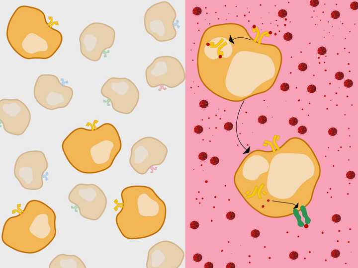 Left: Millions of B cells are produced (orange), with membrane BCRs (Y shaped molecules) of varied antigenic specificities (orange, red, blue, green, etc.). One type of B cell population among the millions (ones with orange receptors), can recognise the viral antigens of the current infection. These get selected and enter the circulation and lymph nodes. Right: In circulation, the B cell internalises the membrane BCR bound to the antigen (red). It then presents the antigen using its MHC 2 membrane receptor (dark green). © Sunaina Rao. B cells with their B Cell Receptors.