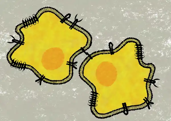 Membrane proteins dispersed on the cell membrane - Integrin, Receptor Tyrosine Kinase (RTK), cadherin, ion transport channel and G Protein Coupled Receptor (GPCR). © Sunaina Rao.