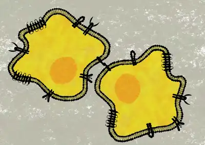 Membrane proteins dispersed on the cell membrane - Integrin, Receptor Tyrosine Kinase (RTK), cadherin, ion transport channel and G Protein Coupled Receptor (GPCR). © Sunaina Rao.