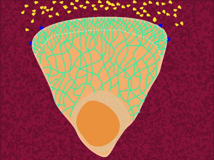 The cell assembles fresh focal adhesions at the front end (represented in blue) and disassembles the focal adhesions at the back. © Sunaina Rao. The cell establishes a fresh grip at the protrusion.