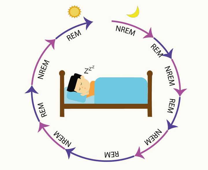 Alternating REM and Non-REM (NREM) sleep from the time of falling asleep at night to waking up in the morning. © Sunaina Rao Alternating REM and Non-REM (NREM) sleep from the time of falling asleep at night to waking up in the morning. © Sunaina Rao