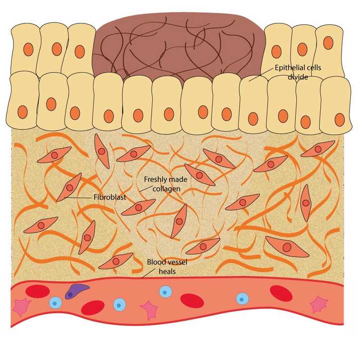 In the proliferative phase, the epithelial cells divide to cover the wound opening, the fibroblasts in the extracellular matrix (ECM) secrete fresh collagen and the ruptured blood vessels heal. © Sunaina Rao In the proliferative phase, the epithelial cells divide to cover the wound opening, the fibroblasts in the extracellular matrix (ECM) secrete fresh collagen and the ruptured blood vessels heal. © Sunaina Rao