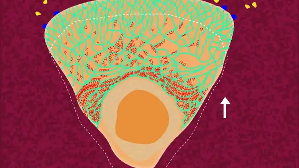 How Does a Cell Move?