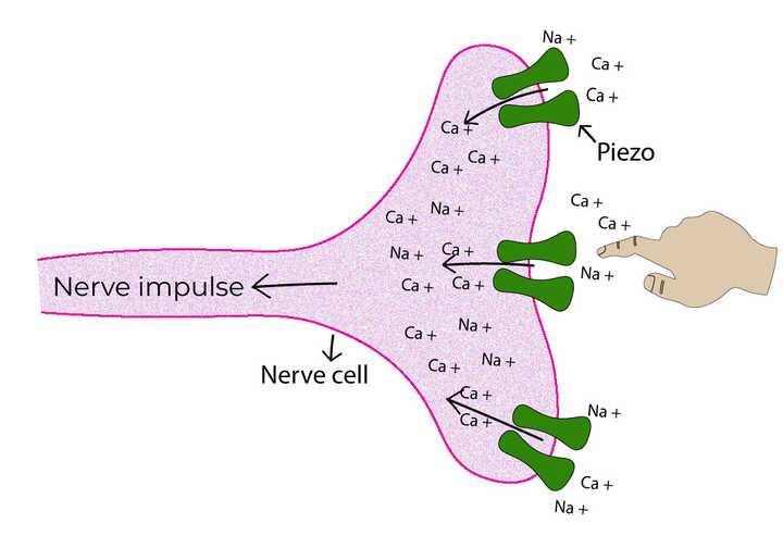 The protein receptor Piezo senses pressure by allowing the influx of calcium and sodium ions. The influx results in an electrochemical current which triggers a nerve impulse. © Sunaina Rao. Nerve cells sense pressure